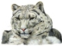 Where Snow Leopard Prowls