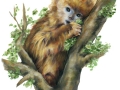baby_golden_snub-nosed_monkey