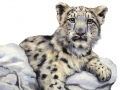 baby_snow_leopard