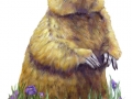 marmot