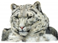 snow_leopard