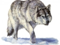 tibetan_wolf